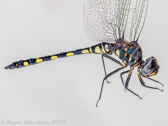 Zygonyx torridus Ringed Cascader Male Zygonyx torridus Ringed Cascader Male