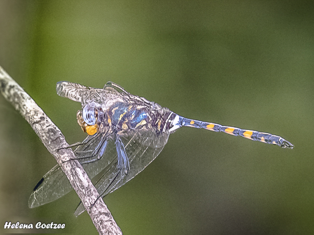 Zygonoides feulleborni. Southern Riverking Soutrhern Riverking