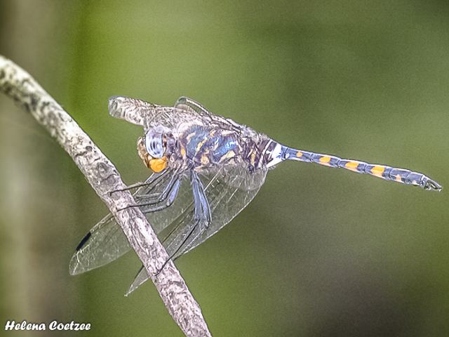 Zygonoides feulleborni. Southern Riverking 100 1095 Zygonoides feulleborni Southern Riverking Ring Mabusa Nature Reserve MP RSA Dec 2017r 4
