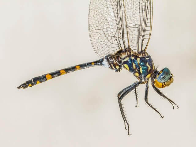 Zygonoides feulleborni Southern Riverking Male 100 3172 Zygonoides feulleborni Southern Riverking Male Close up Leselo Lodge LP RSA Oct 2020r 7
