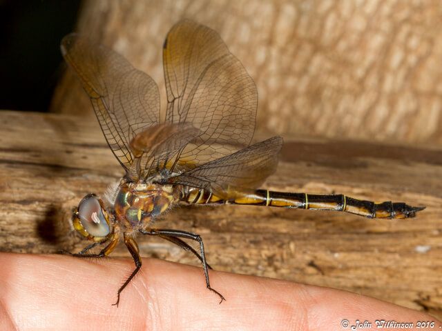 Zygonyx natalensis Blue Cascader Young Female 101 640 Zygonyx natalensis Blue Cascader Young Female Nwanedi LP RSA SEP 2016
