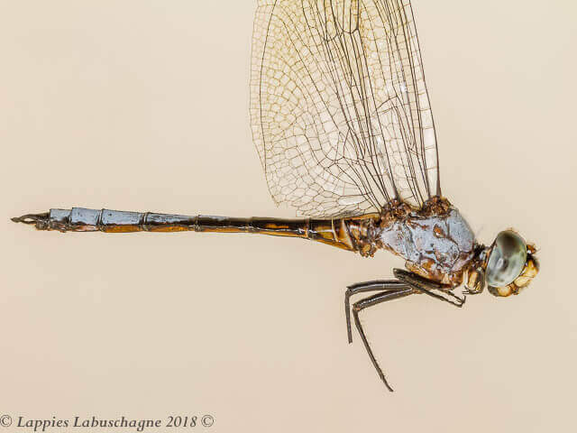 Zygonyx natalensis Blue Cascader Male Close up 100 760 Mabusai LP RSA Dec 2018r 1