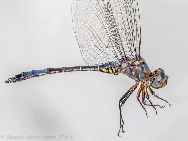 Zygonyx natalensis Blue Cascader Young Male Male Young