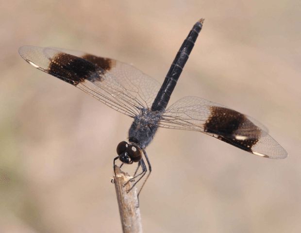 Brachythemis impartita Northern Banded Groundling