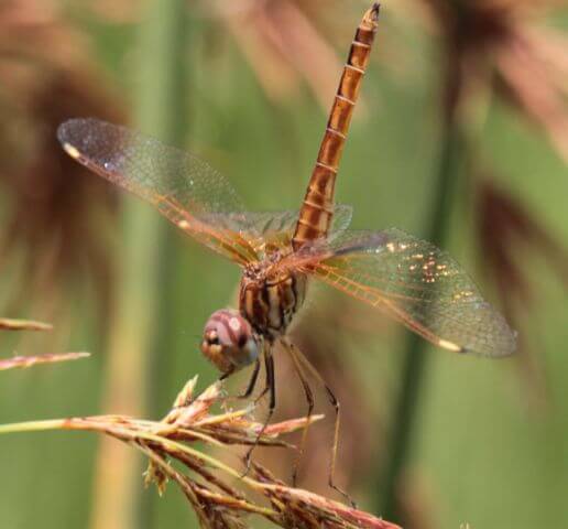Brachythemis wilsoni Swamp Groundling