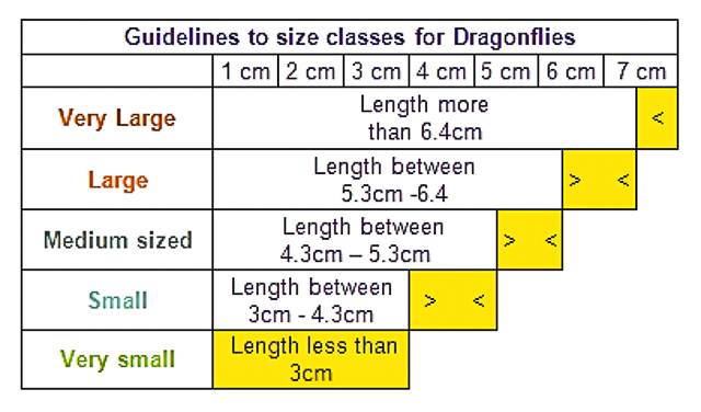 Size 1