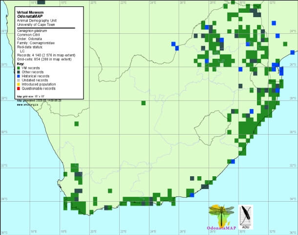 Ceriagrion glabrum Common Citril Distribution Map Distribution Map