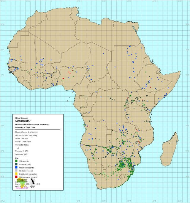 Brachythemis leucosticta Southern Banded Groundling Distribution Map Mch 2021 Brachythemis leucosticta Southern Banded Groundling Distribution Map Mch 2021