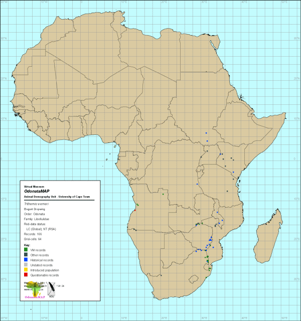 Trithemis werneri Elegant Dropwing Distribution Map Namibia Jan 2021 Trithemis werneri Elegant Dropwing Distribution Map Namibia Jan 2021