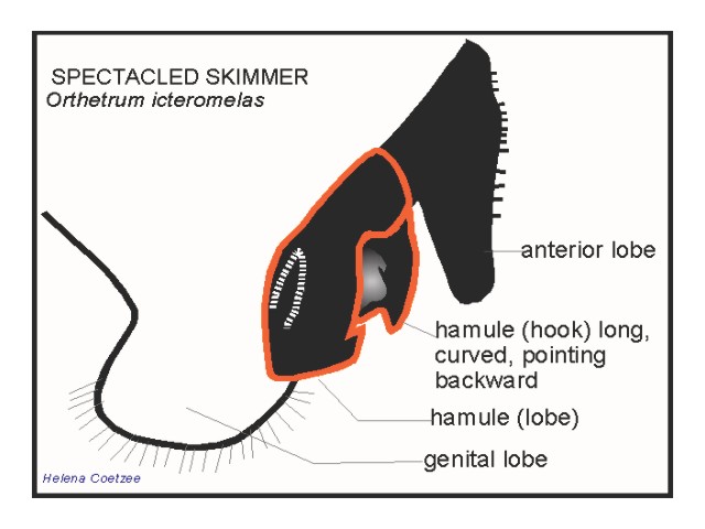 Male Secondary Genitalia 102 559