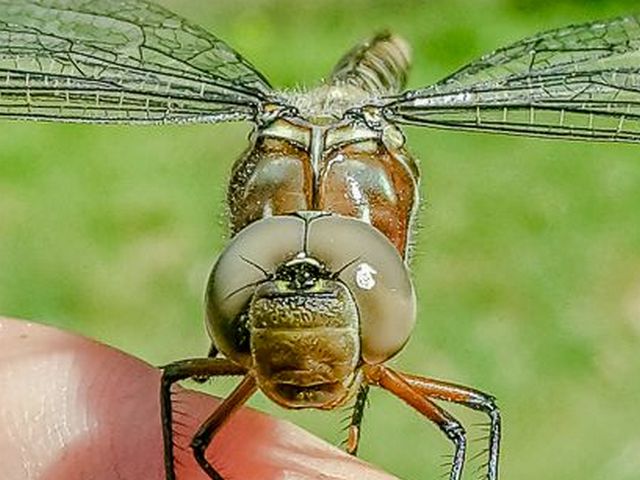 107 500 Pinhheyschna subpupillata Stream Hawker Female Napier WCP RSA Oct 2016r 7